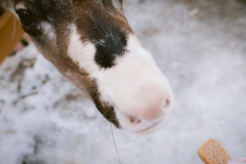 Raindeer at animal farm paddock during a winter season