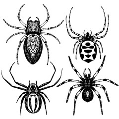 Hand drawn vector spider