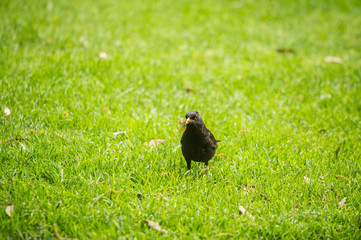 A beautiful blackbird in the spring, getting ready for nesting season. Wild birds in a spring scenery.