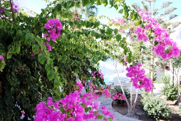 Fototapeta premium Bougainvillea mediterran