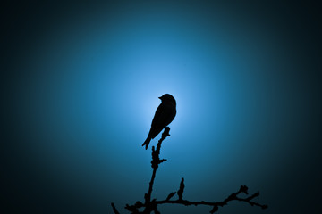 A beautiful dark silhouette of a small singing bird against the blue sky in the evening. Clean, monochromatic look.