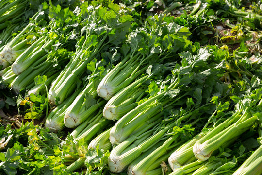 Green celery harvested on vegetable farm