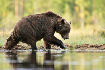 brown bear walking in water at summer
