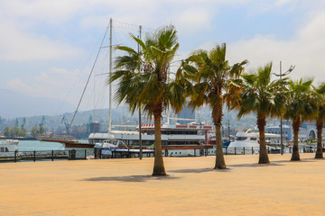 Seaside promenade with palm trees in Batumi, Georgia