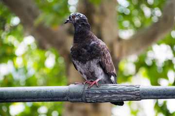 Pigeon