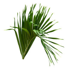 leaf palm, green coconut leaves pattern isolated on white background