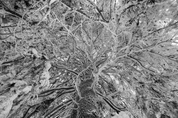 Tree frozen Baum gefroren