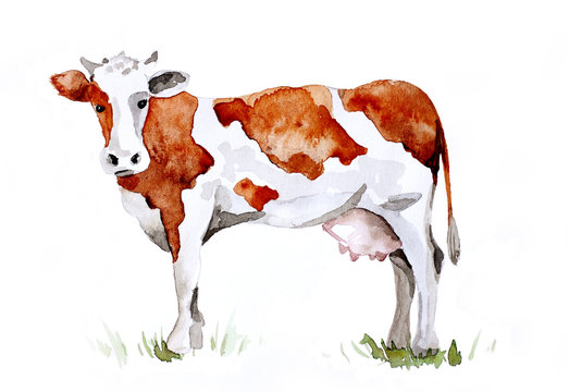 Red cow. Watercolor painting on the theme of dairy products and livestock