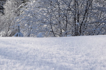 Fototapeta premium snow cover, snowdrifts in the forest