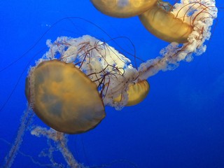 jellyfish with blue background