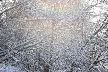 trees in winter