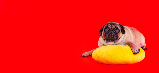 Beautiful pug lying on yellow pillow. Cute dog resting on red background.