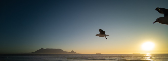 Seagulls flying over beach with table mountain in background