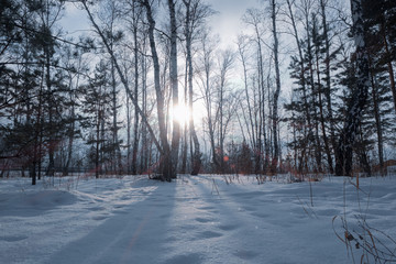 winter forest at sunset, natural Park