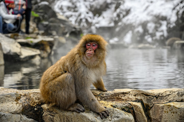 Monkey - Yudanaka Onsen