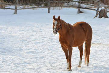 Chestnut horse standing alone in snow covered pasture