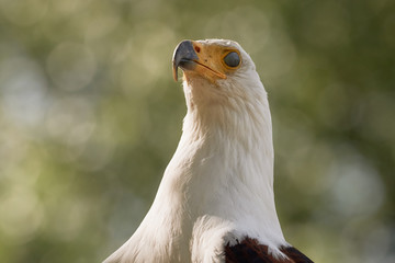 Close-up of African fish eagle (Haliaeetus vocifer). White bird of prey head against natural...