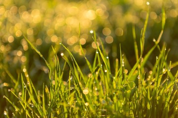 Early morning closeup wet grass field dew in a city park