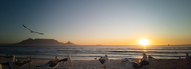 Seagulls flying over beach with table mountain in background