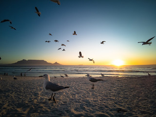 Seagulls flying over beach with table mountain in background
