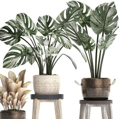 Monstera variegated isolated on white background