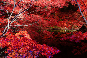 Light up at Hirosaki park with  beautiful red maple leaves in autumn in Aomori,Japan.