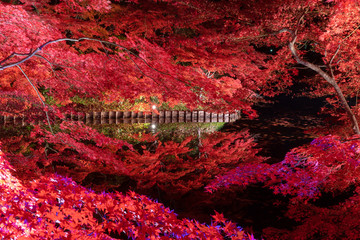 Light up at Hirosaki park with  beautiful red maple leaves in autumn in Aomori,Japan.