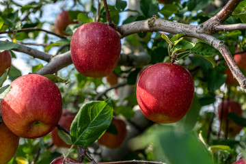 Sweet fruit apples growing on trees in Hirosaki ringo apple park ready for harvest in Hirosaki ,Aomori,Japan.