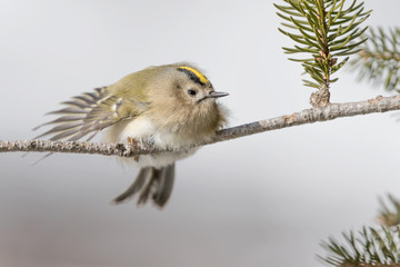 Goldcrest on branch with snow in the background (Regulus regulus)