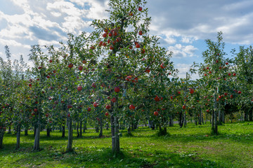 Fototapeta premium Sweet fruit apples growing on trees in Hirosaki ringo apple park ready for harvest in Hirosaki ,Aomori,Japan.