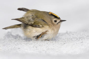 Walking on snow, portrait of Goldcrest (Regulus regulus)