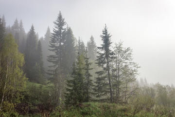 Foggy morning in the summer forest, Ural