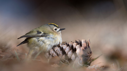 The goldcrest warms on pine cone (Regulus regulus)