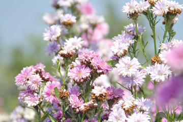 flowers in the garden