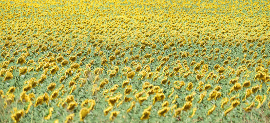 field of yellow sunflowers, texture