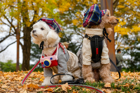 Two dogs at  Showa kinen memorial park in Tachikawa city ,TOKYO ,JAPAN. autumn park that has beautiful Ginkgo along the lenght of the street.