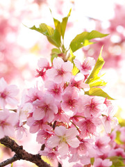 色鮮やかな大寒桜が満開な日本の春の風景
