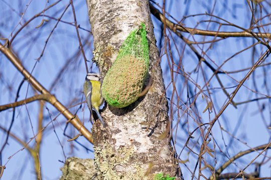 Oiseau M&eacute;sange