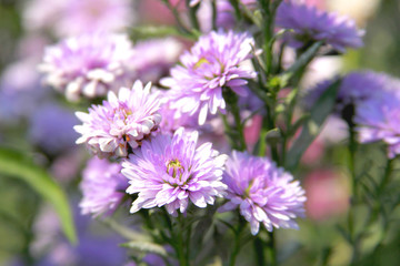 purple flowers in the garden