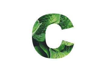 Letter '' C '' alphabet made of real leaves. Illustration of flora alphabet collection for design project, poster, card, invitation, brochure and scrapbook.