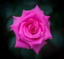 Pink rose