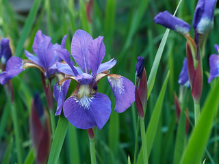 Siberian iris blooms in the garden in dappled sunshine.