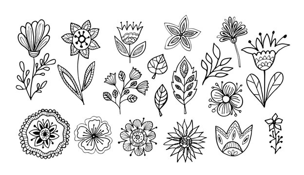 Floral vector illustration. Hand drawing flowers and leaves set on white background. Line art doodles.