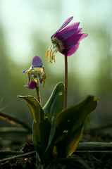 kandyk in the dew in the sun