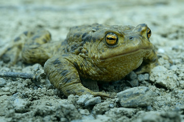 toad walking along the road