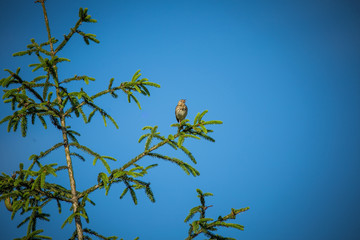 A beautiful song thrush in a forest clearing in spring. Beautiful scenery in the wild.