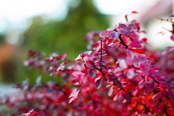 Autumn colours