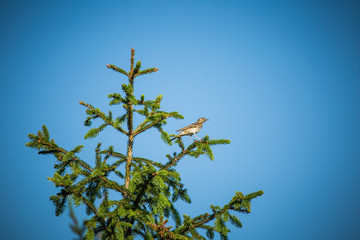A beautiful song thrush in a forest clearing in spring. Beautiful scenery in the wild.