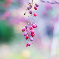 Autumn colours