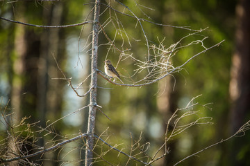 A beautiful song thrush in a forest clearing in spring. Beautiful scenery in the wild.